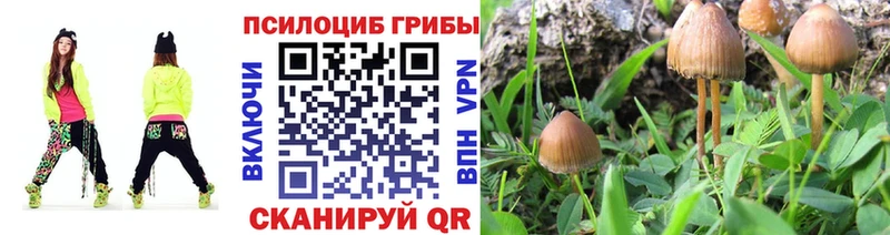 Галлюциногенные грибы Psilocybine cubensis  Котовск 